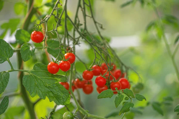 Červená Kulatá Zralá Cherry Rajčata Malé Zahrádce — Stock fotografie