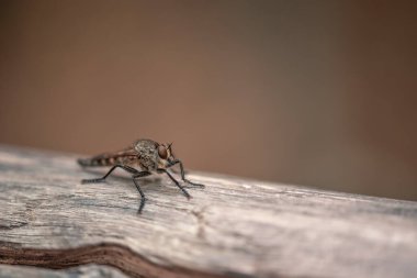 Hafif ahşap bir yüzeyde küçük bir keskinlikle uçan siyah bir böceğin makrofotografı.