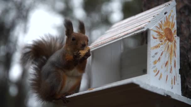 Wiewiórka w zimowym płaszczu zjada orzeszki ziemne siedząc na drzewie — Wideo stockowe