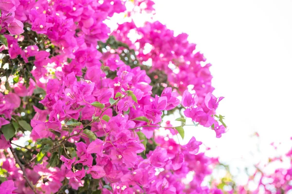 Vackra Lila Vilda Exotiska Blommor Bougainvillea Buske Vit Bakgrund — Stockfoto