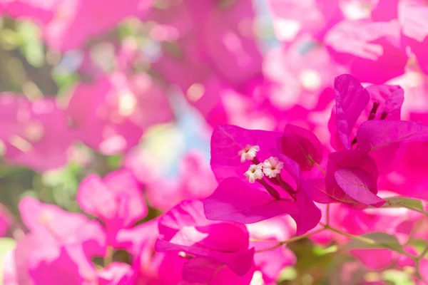 Vackra Lila Vilda Exotiska Blommor Bougainvillea Ljusrosa Bakgrund — Stockfoto