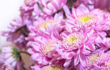 Pembe chrisantemum makrosu kapatın. Sarı buket arka planda su damlaları olsun.