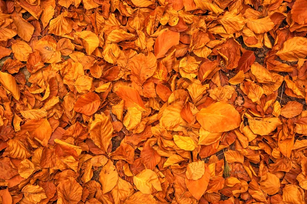 Podzim Jasně Červené Listy Pozadí Ležící Pod Nohama Hlubokém Podzimu — Stock fotografie
