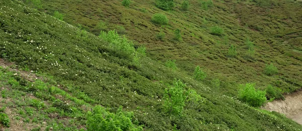山の斜面にある高地の牧草地にある野生の草や木 — ストック写真