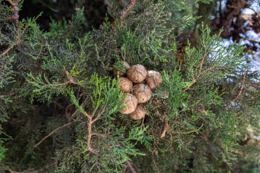 Her zaman yeşil bir bitki selvisinin yeşil dalı