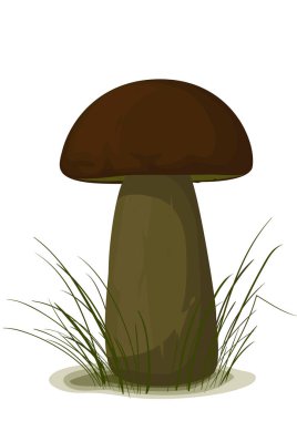 Boletus mantarı, vektör çizim