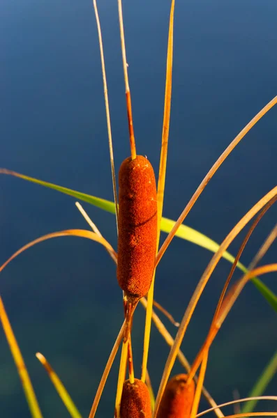 Cattails στο φόντο της λίμνης — Φωτογραφία Αρχείου