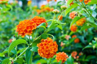 Çiçeklenme lantana yeşil arasında