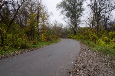 Ormanda dolambaçlı yol