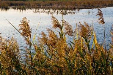 Şafakta kıyı sazlık