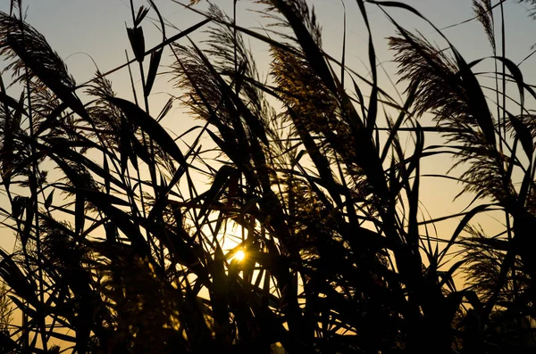 Reed φόντο την αυγή — Φωτογραφία Αρχείου