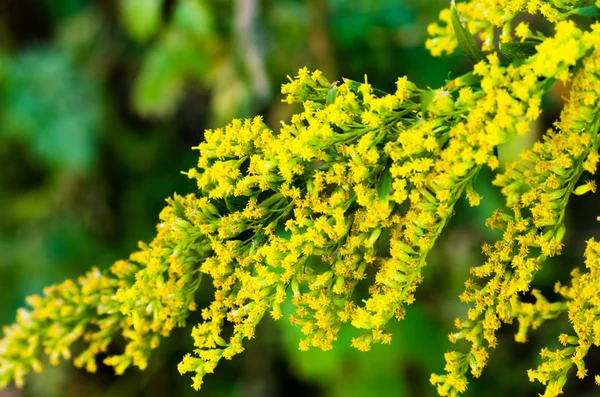 小さな黄色い花、アキノキリンソウ — ストック写真