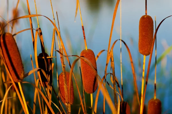 Cattails στο φόντο της λίμνης — Φωτογραφία Αρχείου