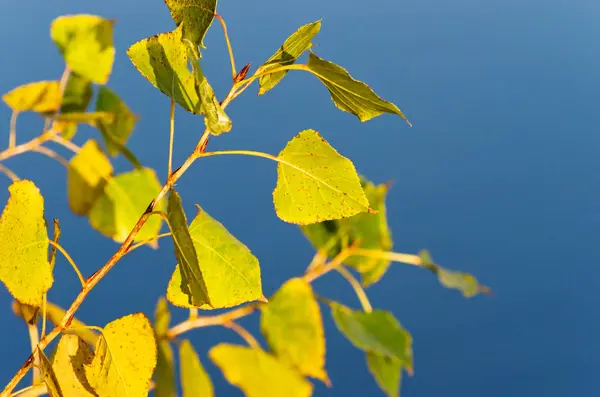 Ramita de otoño de álamo — Foto de Stock