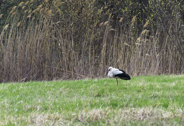Holidaymakers stork on the spring field — Stock Photo, Image