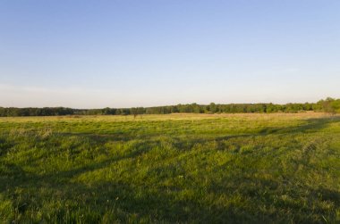 Ormanın büyük çayır