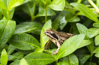 Kurbağa yeşil yaprakları üzerinde