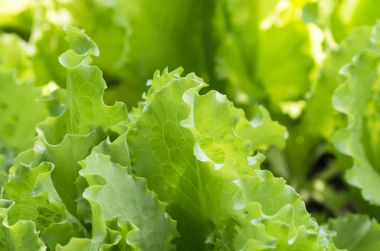 yeşil salata yaprakları 