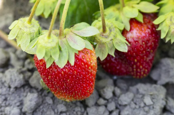 Erdbeeren auf dem Beet — Stockfoto