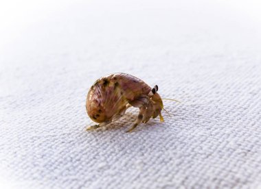 Beyaz bir arka plan üzerinde Yalnızcıl Yengeç