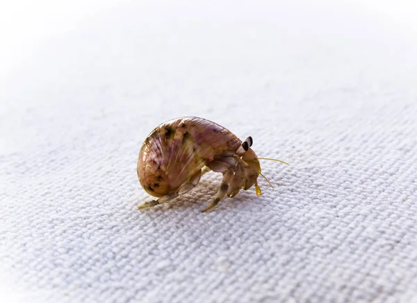 Beyaz bir arka plan üzerinde Yalnızcıl Yengeç