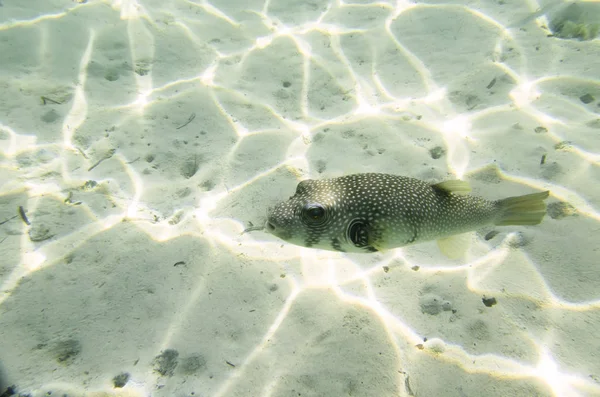 Puffer di pesce su una sabbia — Foto Stock