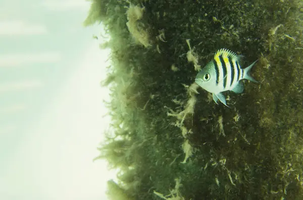 Fischsergeant aus Algen — Stockfoto