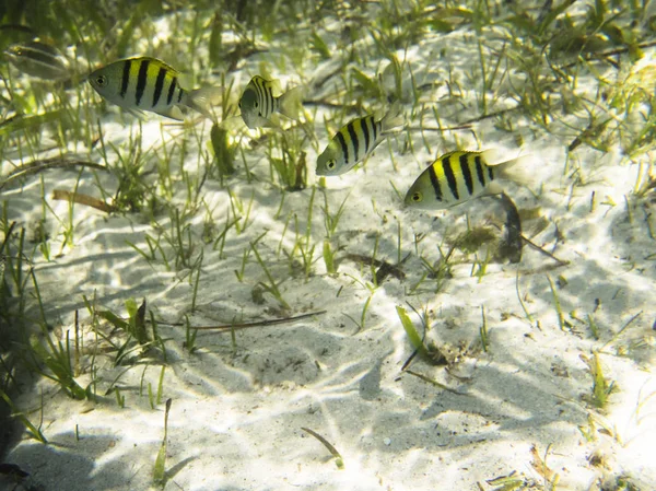 Pesce del sergente — Foto Stock