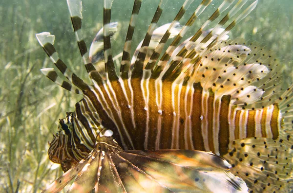 Pesce leone nelle alghe di fondo — Foto Stock