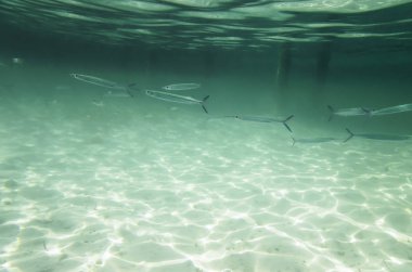 Küçük balıklar suda bir sürü,