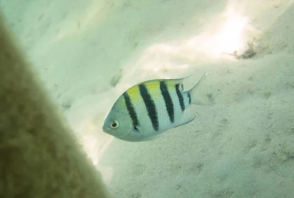 Fischsergeant am Grund — Stockfoto