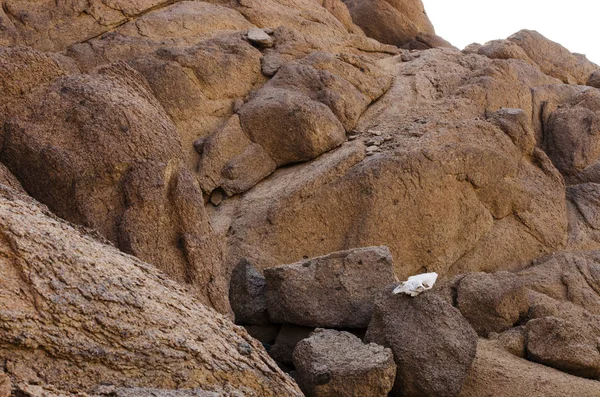 Crâne blanc sur des roches brunes — Photo