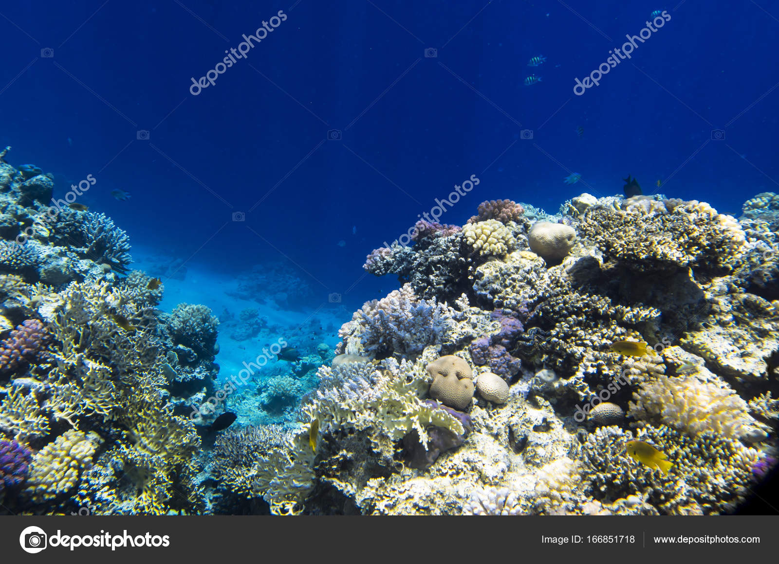サンゴ礁岩 — ストック写真 © Severe15 #166851718, image size:1600x1160
