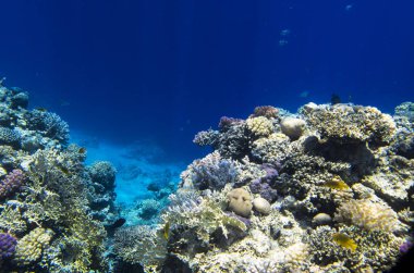 Mercan resif kayalardan