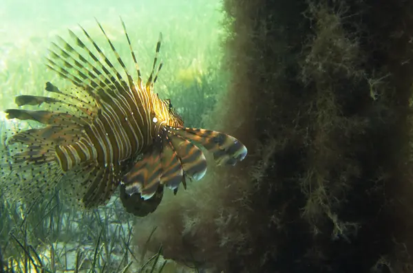 Pesce leone sul fondo sabbioso — Foto Stock