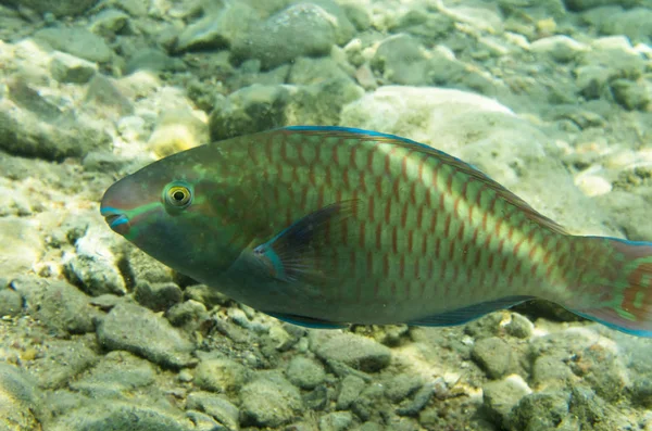 Pappagallo di pesce sul fondo roccioso. Pesce pappagallo arcobaleno (Scarus guacamaya ) — Foto Stock