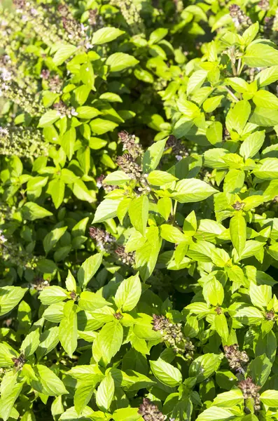 Çiçekli nane, arka plan 