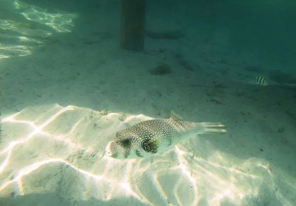 Puffer di pesce sul fondo — Foto Stock