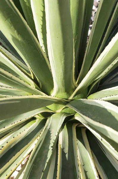 Aloe yaprak kök üzerinde