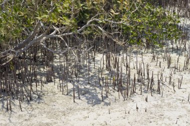 Bir mangrov bitkinin lahanası 