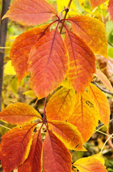 Herfstbladeren van druiven — Stockfoto