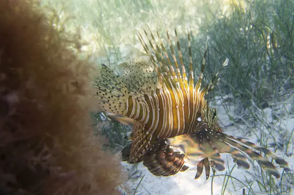 Fisk lejon fisk på sand botten. — Stockfoto