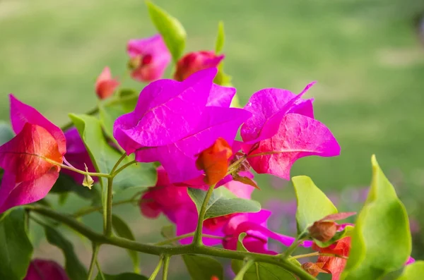 Blommande bougainvillea av ljus färg — Stockfoto