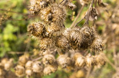 Kuru dikenli Arctium fındık