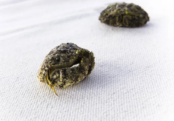 Twee krabben op het witte doek. — Stockfoto