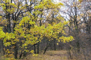 Meşe parlak sonbahar yaprakları