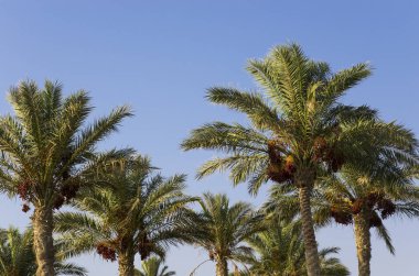 Tarihi palms gökyüzüne karşı