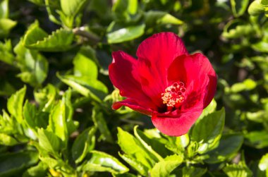 Bir kırmızı ebegümeci 