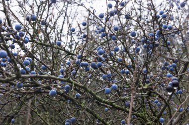 Olgun bir diken meyvesi