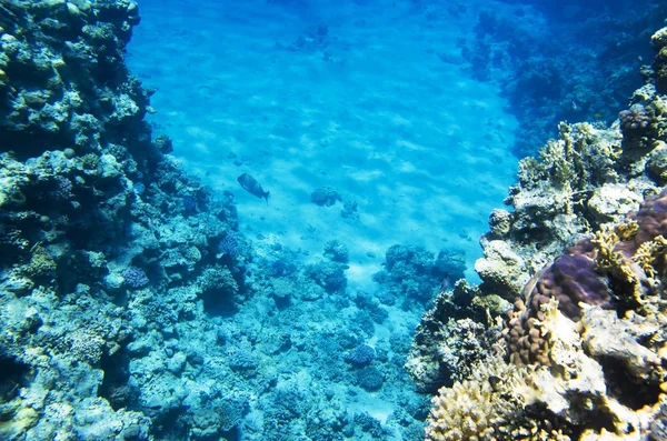 Landscape of the seabed with coral — Stock Photo, Image